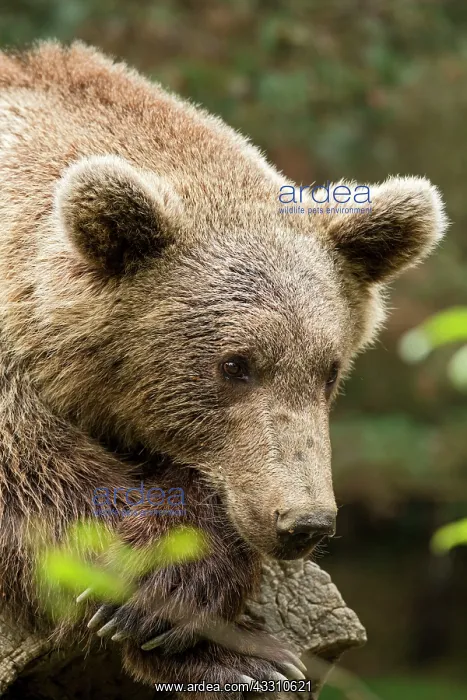 : 80184086 Brown Bear - Pyrenees Animal Park, Argel's : 80184086 Brown Bear - Pyrenees Animal Park, Argel's