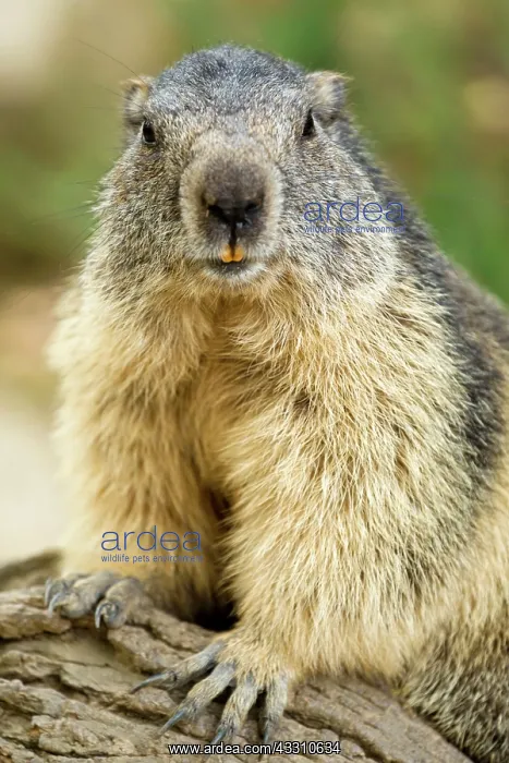 : 80184087 Alpine Marmots Hautes Pyrenees, Midi Pyrenees : 80184087 Alpine Marmots Hautes Pyrenees, Midi Pyrenees
