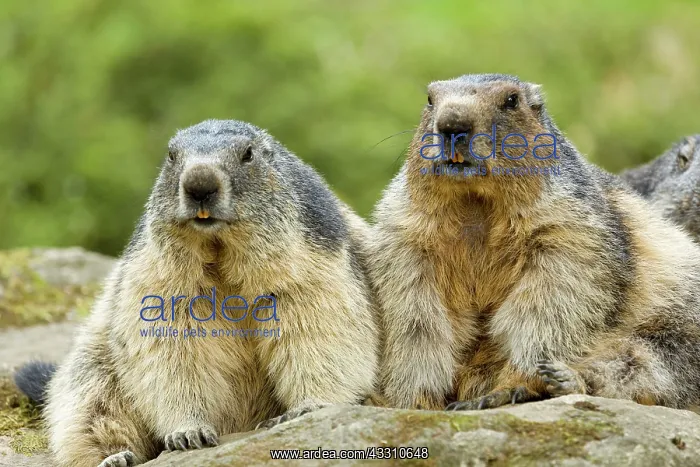 : 80184088 Alpine Marmots Hautes Pyrenees, Midi Pyrenees : 80184088 Alpine Marmots Hautes Pyrenees, Midi Pyrenees