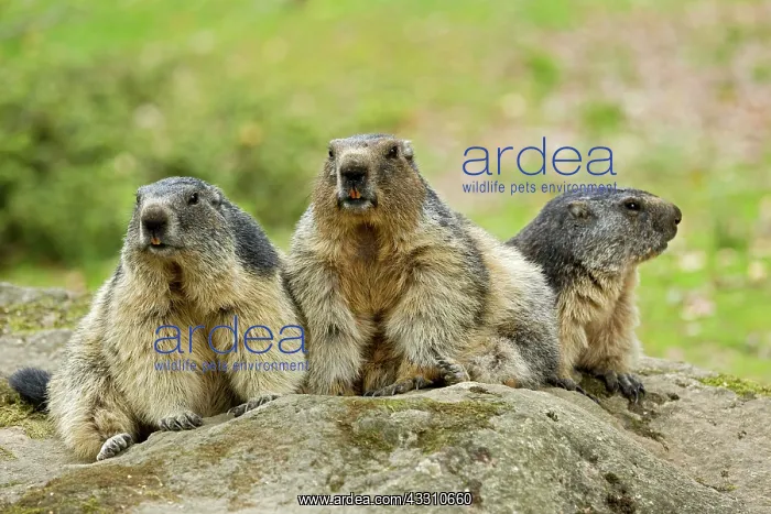 : 80184089 Alpine Marmots Hautes Pyrenees, Midi Pyrenees : 80184089 Alpine Marmots Hautes Pyrenees, Midi Pyrenees