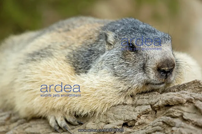  : 80184090 Alpine Marmots Hautes Pyrenees, Midi Pyrenees