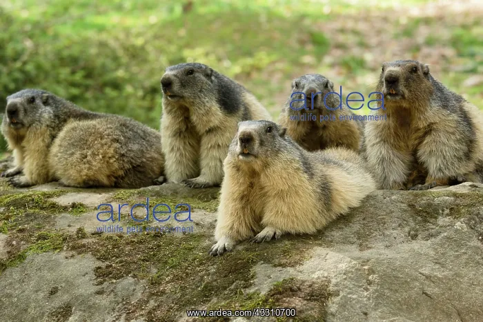 : 80184091 Alpine Marmots Hautes Pyrenees, Midi Pyrenees : 80184091 Alpine Marmots Hautes Pyrenees, Midi Pyrenees