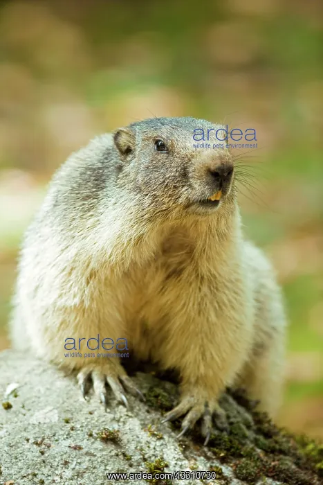 : 80184093 Alpine Marmots Hautes Pyrenees, Midi Pyrenees