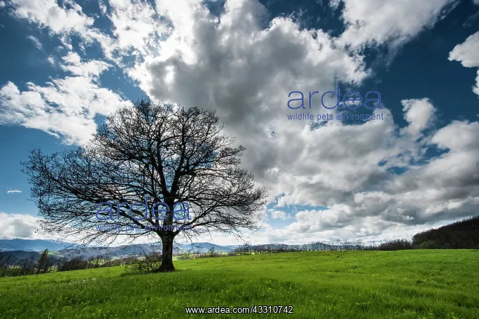 : 80184094 Oak Tree - in field - with clouds Agenzia : 80184094 Oak Tree - in field - with clouds Agenzia
