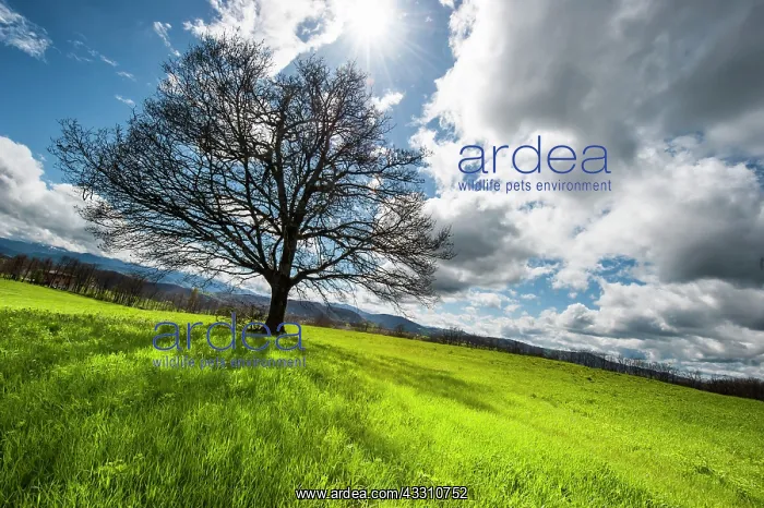 : 80184095 Oak Tree - in field - with clouds Agenzia : 80184095 Oak Tree - in field - with clouds Agenzia