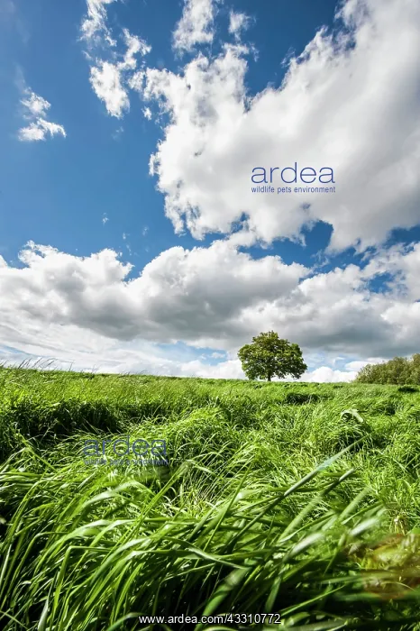 : 80184097 Oak Tree - in field - with clouds Agenzia : 80184097 Oak Tree - in field - with clouds Agenzia