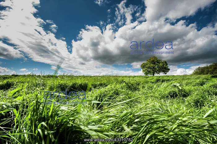 : 80184098 Oak Tree - in field - with clouds Agenzia : 80184098 Oak Tree - in field - with clouds Agenzia