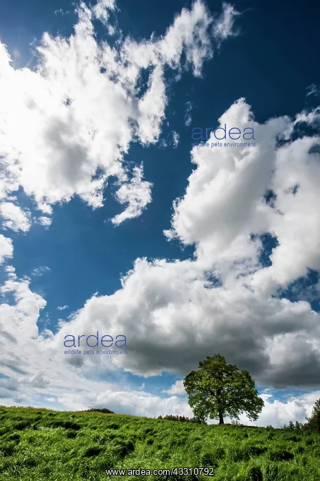 : 80184099 Oak Tree - in field - with clouds Agenzia : 80184099 Oak Tree - in field - with clouds Agenzia