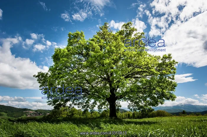 : 80184100 Oak Tree - in field - with clouds Agenzia : 80184100 Oak Tree - in field - with clouds Agenzia