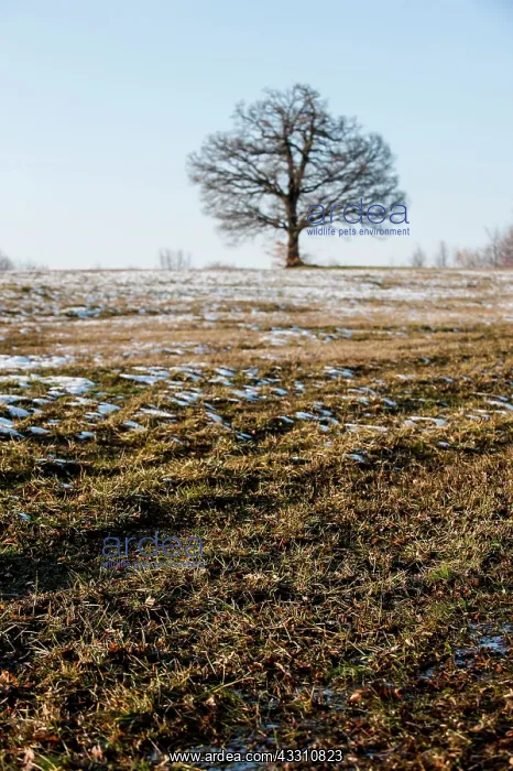 : 80184101 Oak Tree - in winter snow Agenzia Giornalistica : 80184101 Oak Tree - in winter snow Agenzia Giornalistica