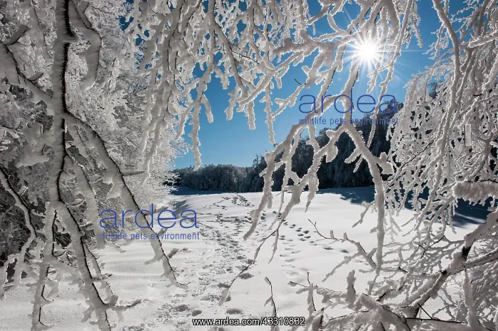 : 80184102 Trees - in winter snow Casentino, Tuscany : 80184102 Trees - in winter snow Casentino, Tuscany