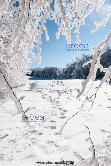 : 80184103 Trees - in winter snow Casentino, Tuscany : 80184103 Trees - in winter snow Casentino, Tuscany