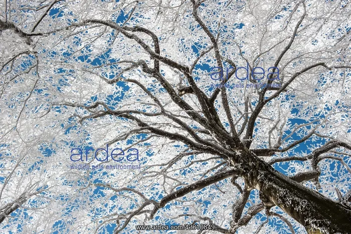 : 80184104 Trees - in winter snow Casentino, Tuscany : 80184104 Trees - in winter snow Casentino, Tuscany