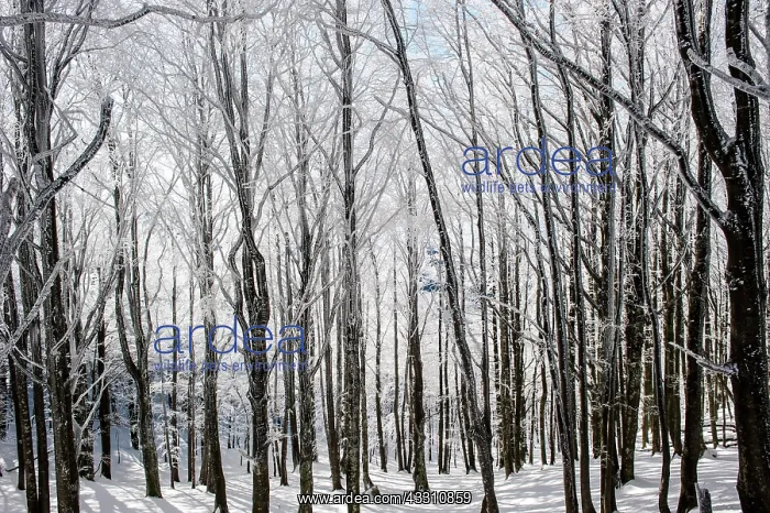 : 80184105 Trees - in winter snow Casentino, Tuscany : 80184105 Trees - in winter snow Casentino, Tuscany
