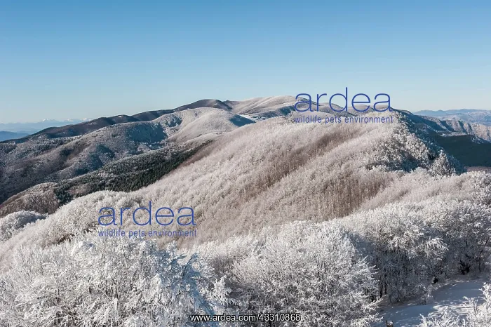 : 80184106 Trees - in winter snow Casentino, Tuscany : 80184106 Trees - in winter snow Casentino, Tuscany
