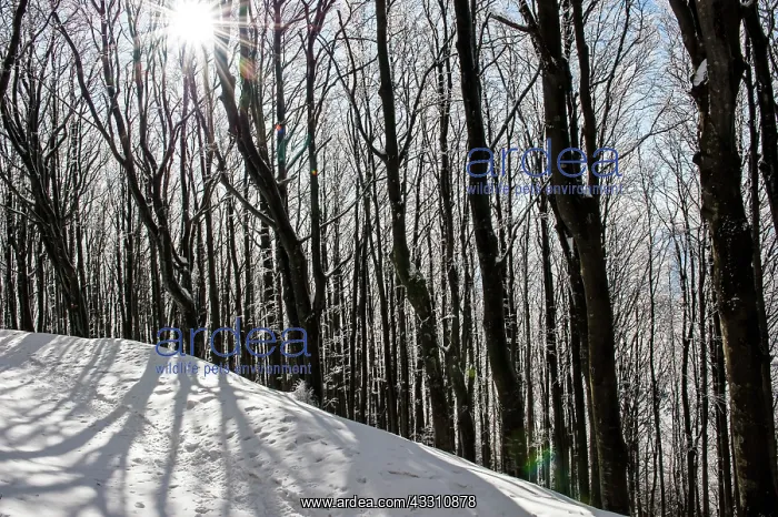 : 80184107 Trees - in winter snow Casentino, Tuscany : 80184107 Trees - in winter snow Casentino, Tuscany
