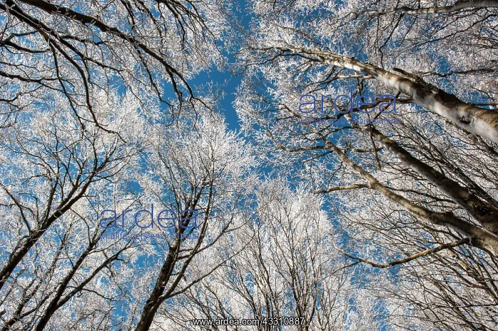 : 80184108 Trees - in winter snow Casentino, Tuscany : 80184108 Trees - in winter snow Casentino, Tuscany
