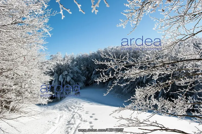 : 80184109 Trees - in winter snow Casentino, Tuscany : 80184109 Trees - in winter snow Casentino, Tuscany