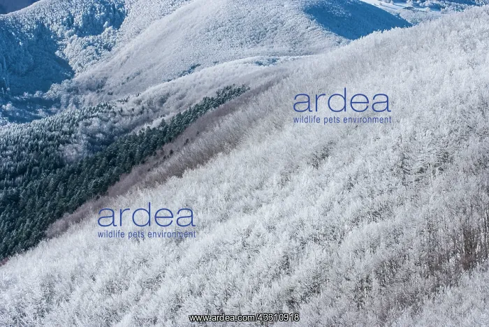 : 80184110 Trees - in winter snow Casentino, Tuscany : 80184110 Trees - in winter snow Casentino, Tuscany