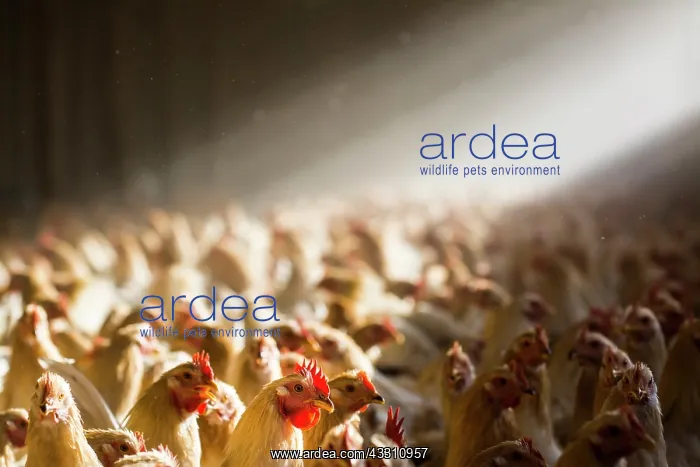 : 80184114 Chickens - capons Agenzia Giornalistica : 80184114 Chickens - capons Agenzia Giornalistica