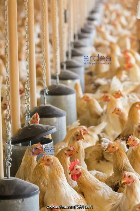 : 80184115 Chickens - capons Agenzia Giornalistica : 80184115 Chickens - capons Agenzia Giornalistica