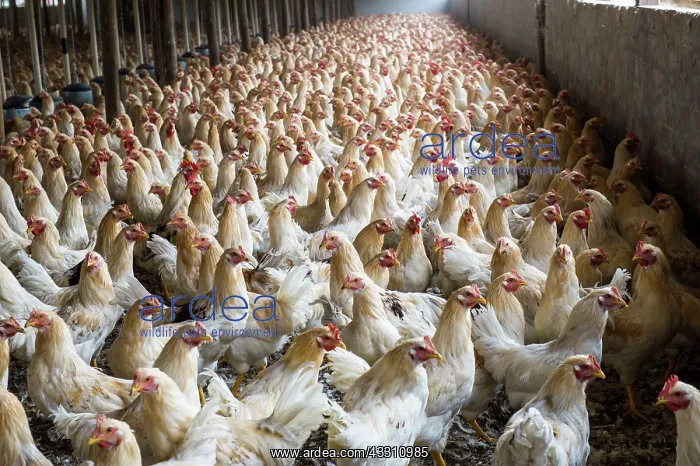 : 80184116 Chickens - capons Agenzia Giornalistica : 80184116 Chickens - capons Agenzia Giornalistica