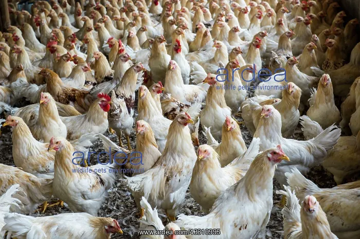  : 80184117 Chickens - capons Agenzia Giornalistica