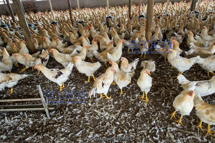 : 80184118 Chickens - capons Agenzia Giornalistica : 80184118 Chickens - capons Agenzia Giornalistica
