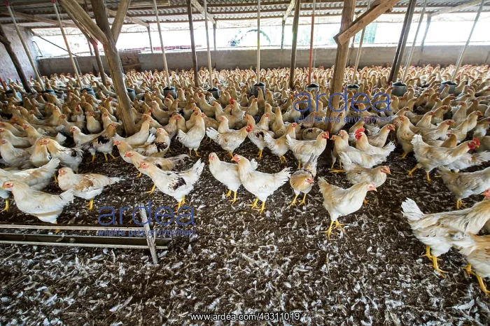 : 80184119 Chickens - capons Agenzia Giornalistica : 80184119 Chickens - capons Agenzia Giornalistica
