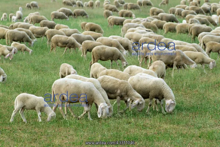 : 80184120 Sheep - grazing Agenzia Giornalistica Fotografica : 80184120 Sheep - grazing Agenzia Giornalistica Fotografica