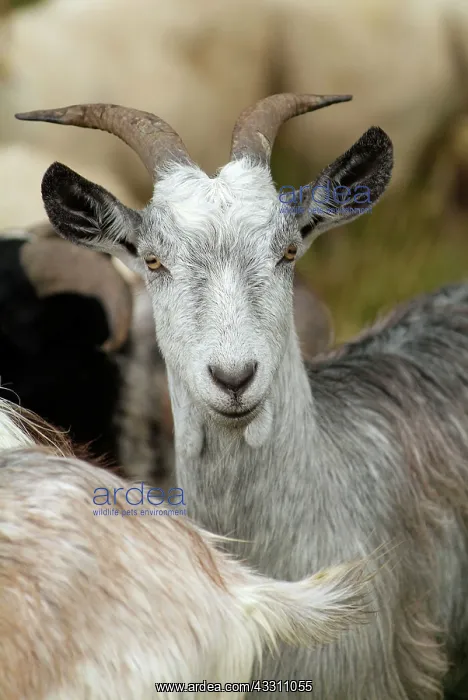 : 80184121 Goat Agenzia Giornalistica Fotografica : 80184121 Goat Agenzia Giornalistica Fotografica