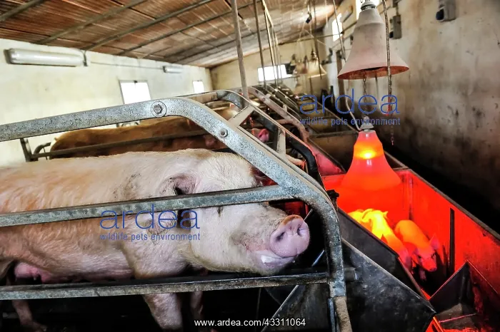: 80184122 Pigs - in farm Agenzia Giornalistica Fotografica : 80184122 Pigs - in farm Agenzia Giornalistica Fotografica