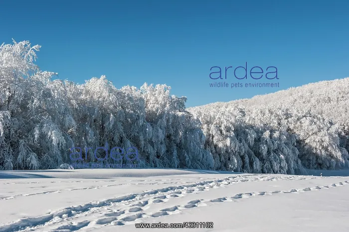 : 80184126 Trees - in winter snow Casentino, Tuscany : 80184126 Trees - in winter snow Casentino, Tuscany