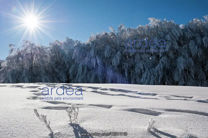 : 80184127 Trees - in winter snow Casentino, Tuscany : 80184127 Trees - in winter snow Casentino, Tuscany