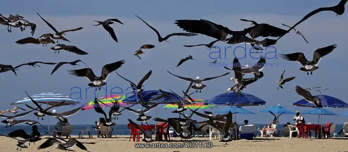 : 80184129 Birds - in flight over beach San Pancho : 80184129 Birds - in flight over beach San Pancho