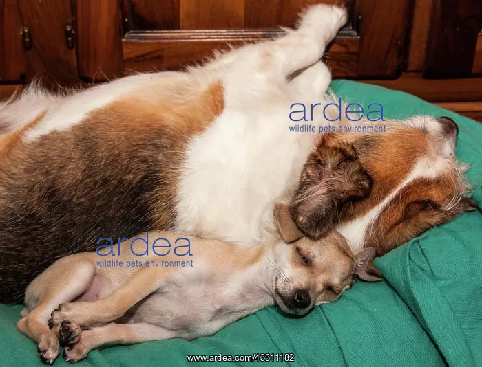 : 80184135 Dogs - sleeping Agenzia Giornalistica Fotografica : 80184135 Dogs - sleeping Agenzia Giornalistica Fotografica