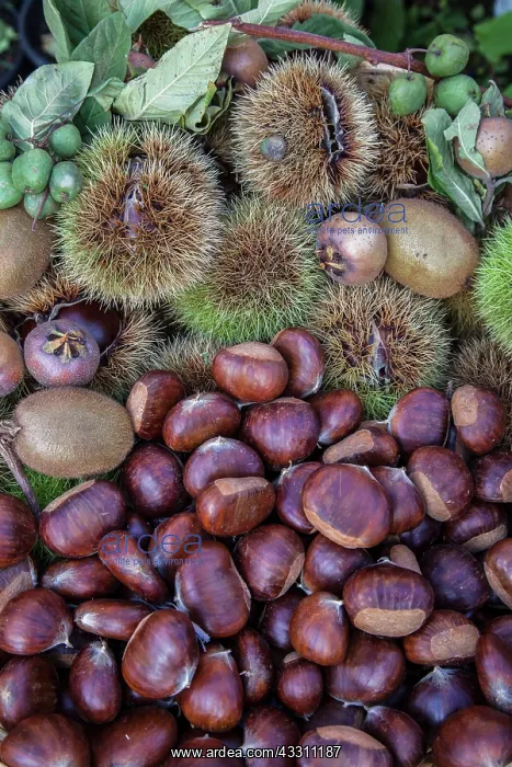 : 80184136 Seasonal Mixed Fruit Agenzia Giornalistica : 80184136 Seasonal Mixed Fruit Agenzia Giornalistica
