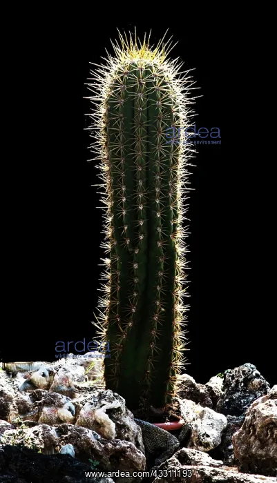 : 80184137 Cactus Agenzia Giornalistica Fotografica : 80184137 Cactus Agenzia Giornalistica Fotografica