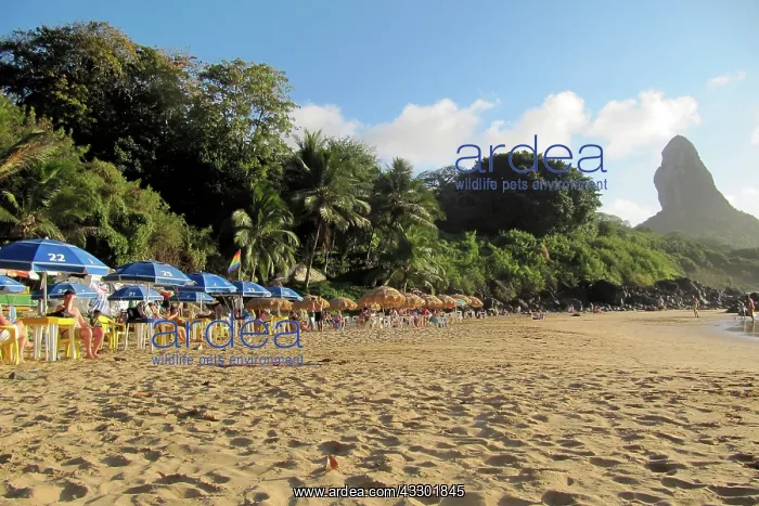 : 80184138 Beach Fernando de Noronha, Pernambuco : 80184138 Beach Fernando de Noronha, Pernambuco