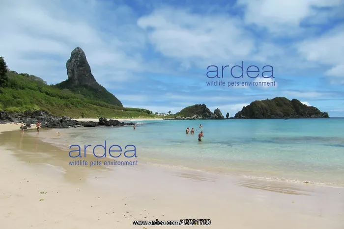 : 80184139 Beach Fernando de Noronha, Pernambuco : 80184139 Beach Fernando de Noronha, Pernambuco