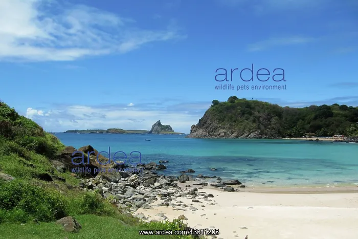 : 80184140 Beach Fernando de Noronha, Pernambuco : 80184140 Beach Fernando de Noronha, Pernambuco