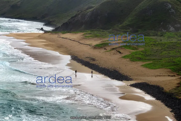 : 80184141 Beach Fernando de Noronha, Pernambuco : 80184141 Beach Fernando de Noronha, Pernambuco