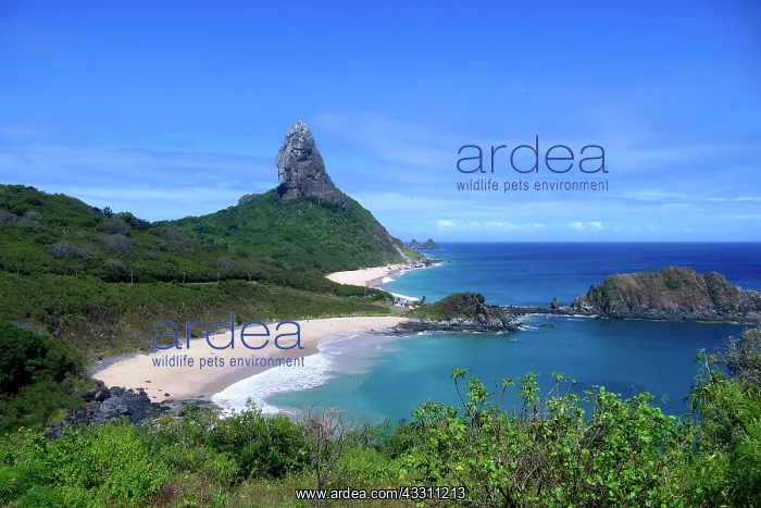  : 80184142 Beach Fernando de Noronha, Pernambuco