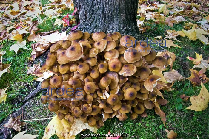 : 80184143 Mushrooms - Autumn Agenzia Giornalistica : 80184143 Mushrooms - Autumn Agenzia Giornalistica
