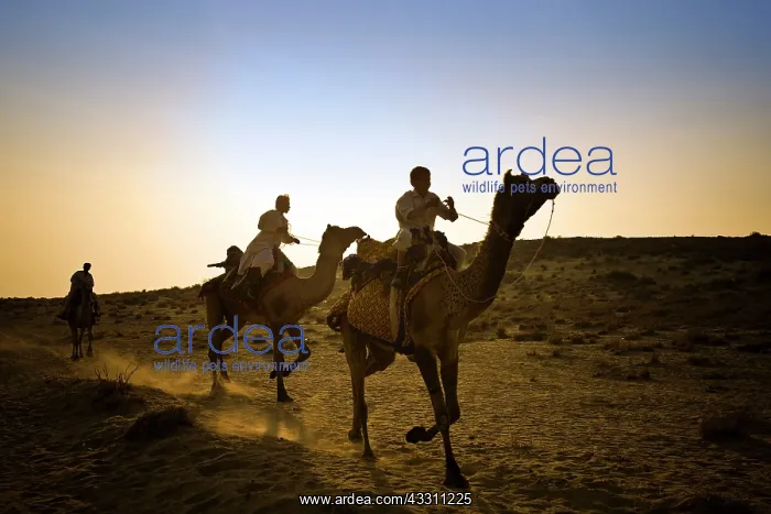 : 80184144 Camels - silhouette of riding camel Jaisalmer : 80184144 Camels - silhouette of riding camel Jaisalmer