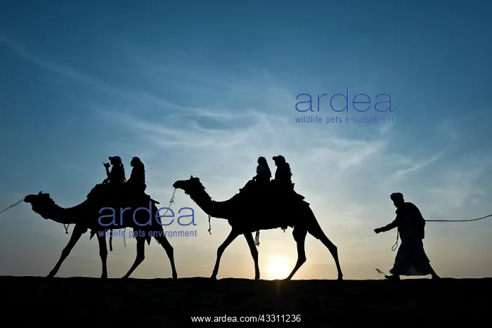 : 80184146 Camels - silhouette of riding camel Jaisalmer : 80184146 Camels - silhouette of riding camel Jaisalmer