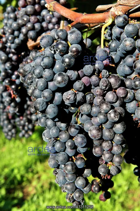 : 80184149 Grapes - vineyards Tenero, Canton Ticino : 80184149 Grapes - vineyards Tenero, Canton Ticino
