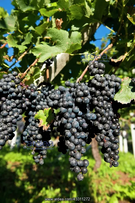  : 80184150 Grapes - vineyards Tenero, Canton Ticino