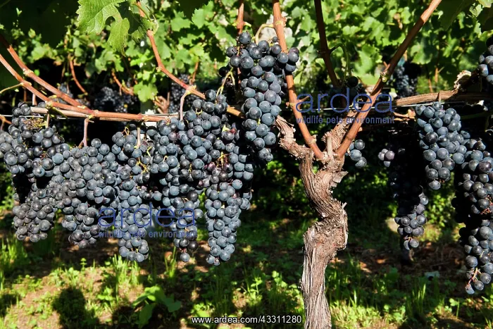 : 80184151 Grapes - vineyards Tenero, Canton Ticino : 80184151 Grapes - vineyards Tenero, Canton Ticino