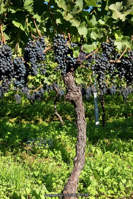 : 80184152 Grapes - vineyards Tenero, Canton Ticino : 80184152 Grapes - vineyards Tenero, Canton Ticino